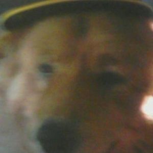 Meet your Posher, Dell